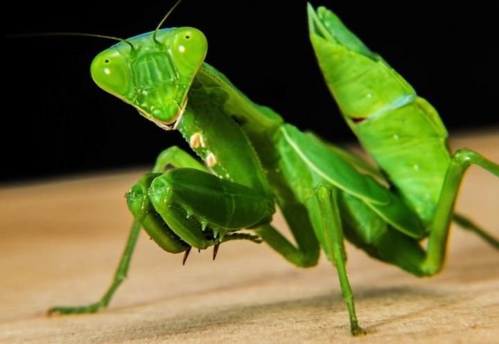 5 Spesies Serangga dengan Ukuran Paling Besar di Dunia 