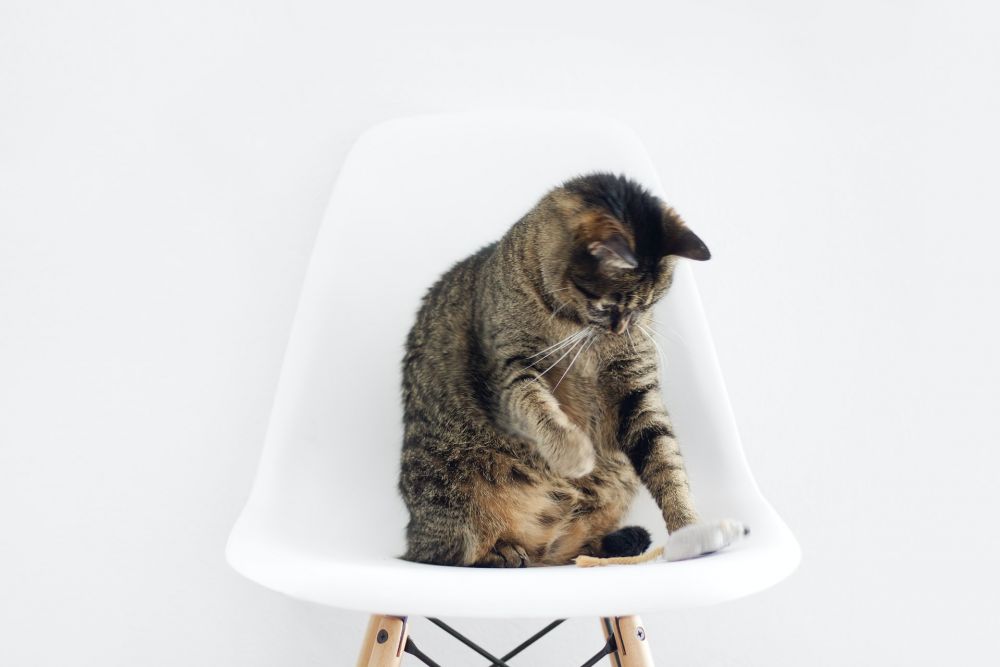 4 Jenis Enrichment Lengkapi Pemeliharaan Kucing secara Indoor