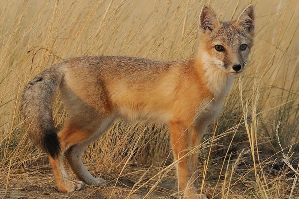 5 Fakta Unik Swift Fox, Rubah dengan Kemampuan Lari yang Cepat!