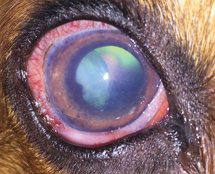 Berpotensi Menyebabkan Kebutaan, Fakta Glaukoma pada Anjing