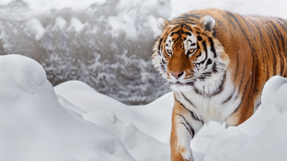 5 Fakta Harimau Siberia, Salah Satu Hewan Terlangka di Dunia