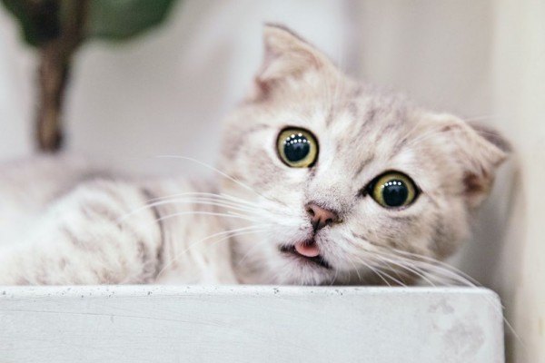 3 Fakta Seroma, Komplikasi yang Terjadi setelah Kucing Betina Steril