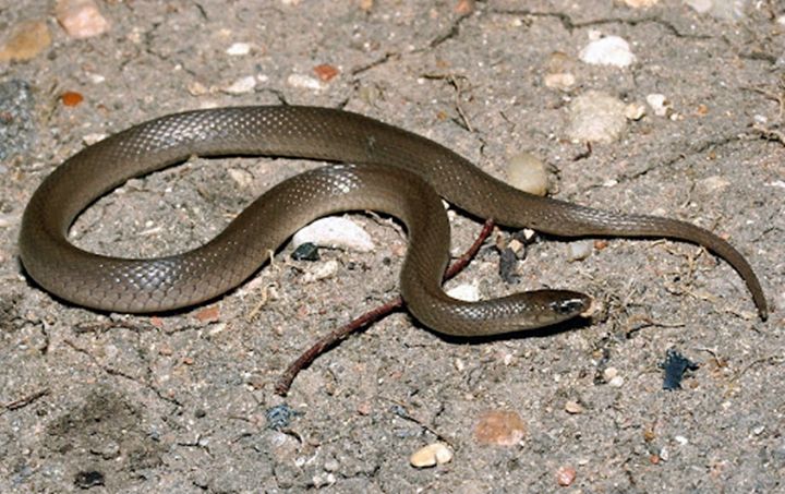 Fakta Unik Rough Earth Snake Bertubuh Kecil