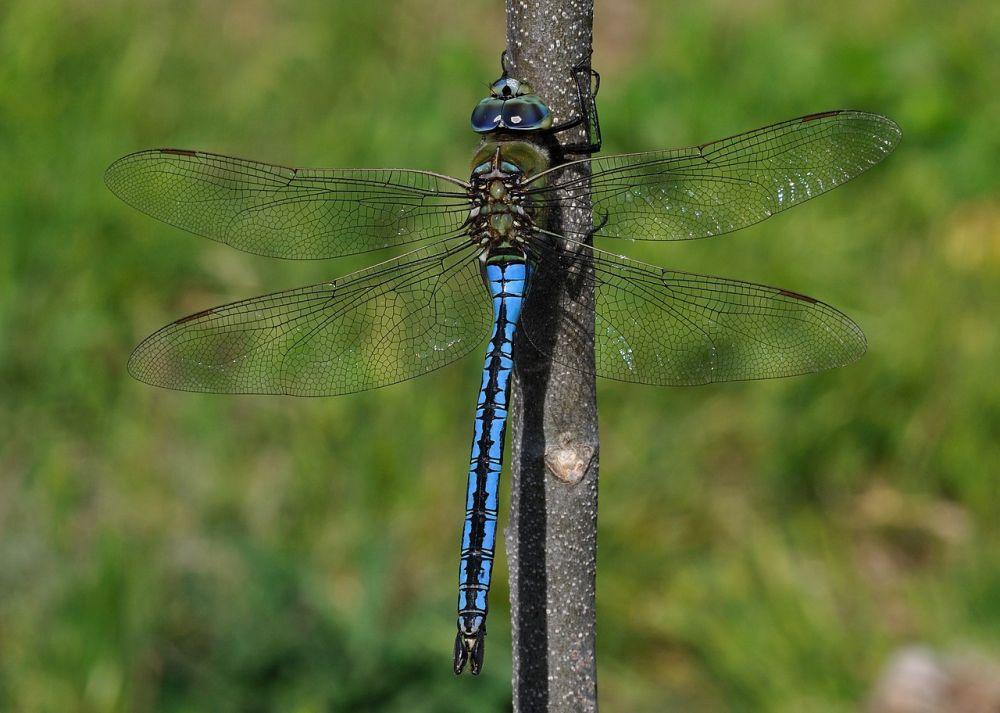 Charming, These are the 10 Most Beautiful Dragonfly Species in the ...