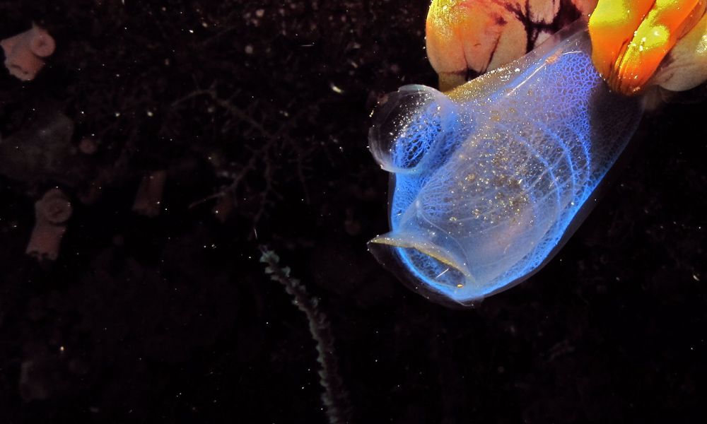 Selain Ubur-ubur, 7 Hewan Laut Ini Rupanya Gak Memiliki Otak