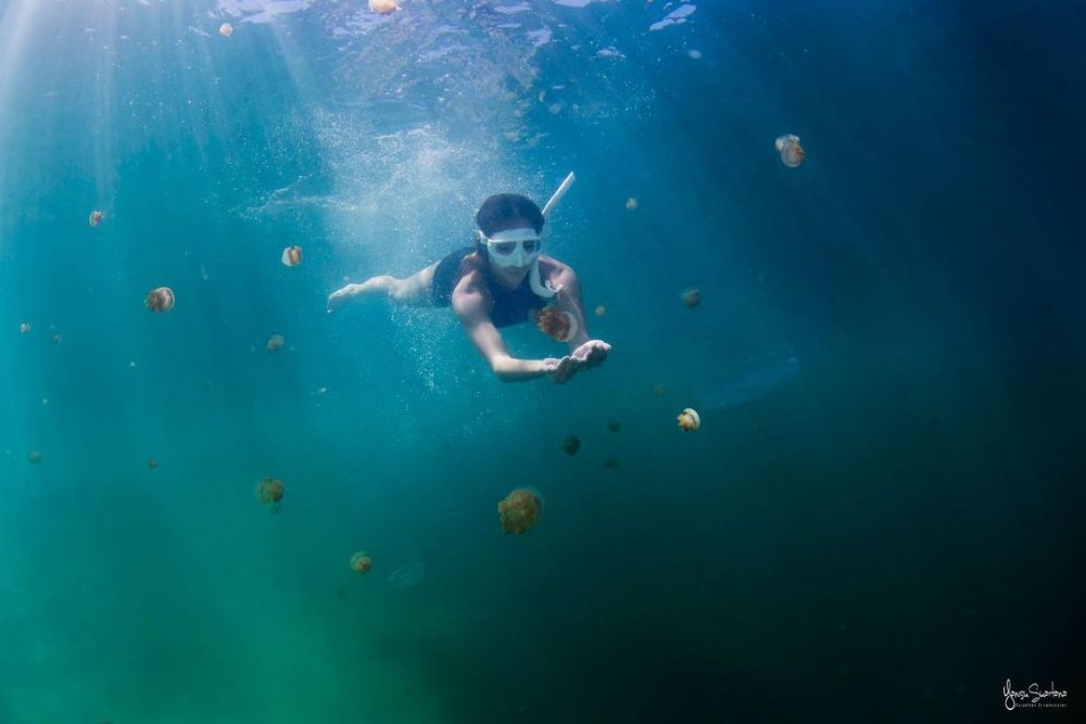 Berenang Bareng Ubur-ubur, 10 Potret Diving Gisel di Kalimantan Timur