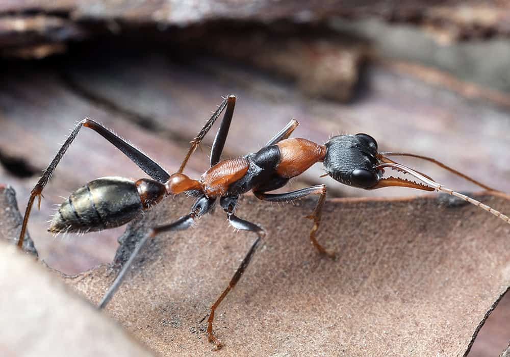 Become the Strongest Survivor, These are 10 Portraits of Insects with Unique Abilities