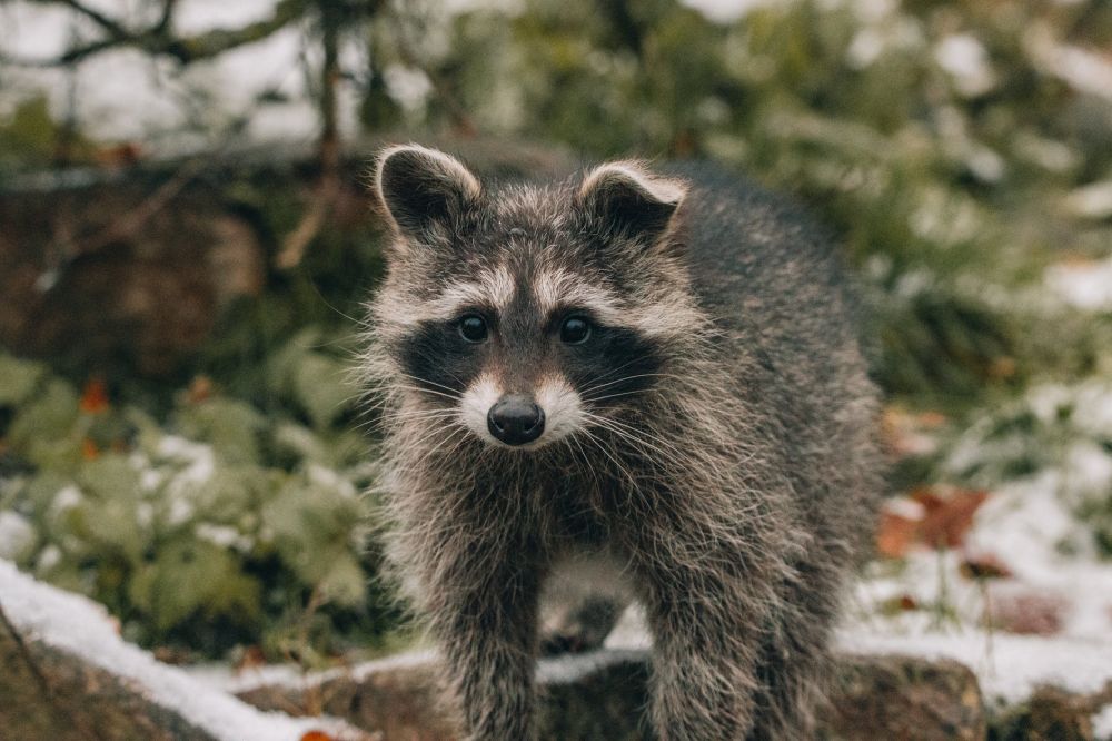 10 Portraits of Mammals That Look Weak but Turns Deadly