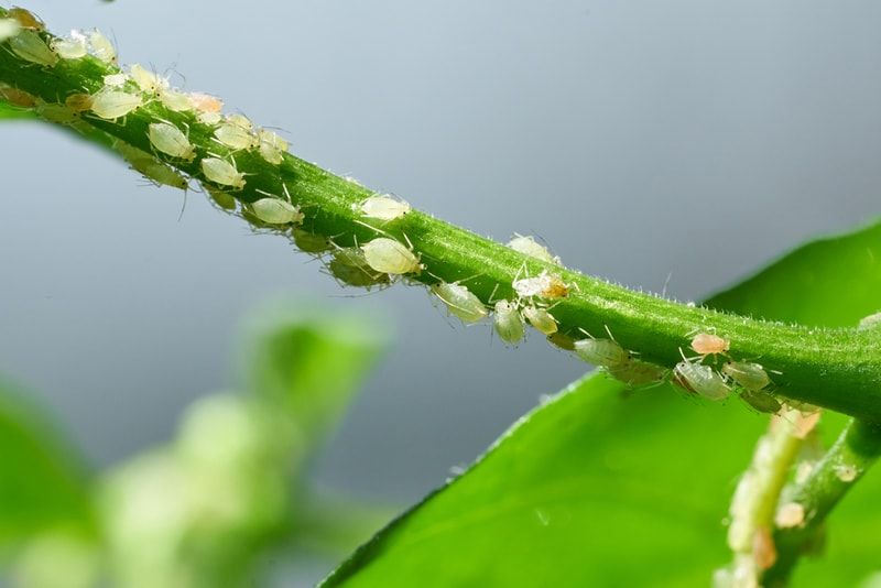 Become the Strongest Survivor, These are 10 Portraits of Insects with Unique Abilities