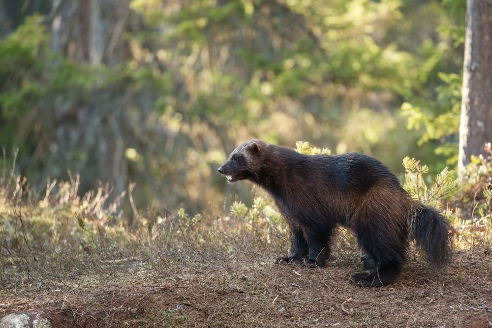 10 Portraits of Mammals That Look Weak but Turns Deadly