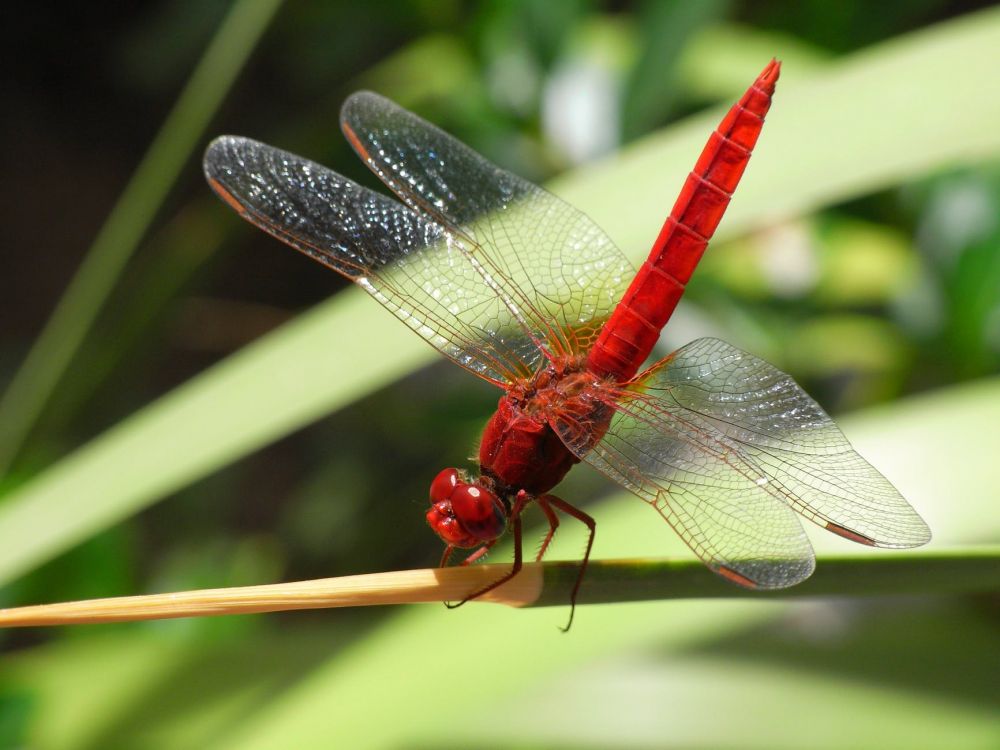 Become the Strongest Survivor, These are 10 Portraits of Insects with Unique Abilities