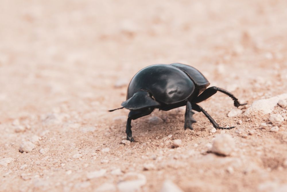 Become the Strongest Survivor, These are 10 Portraits of Insects with Unique Abilities