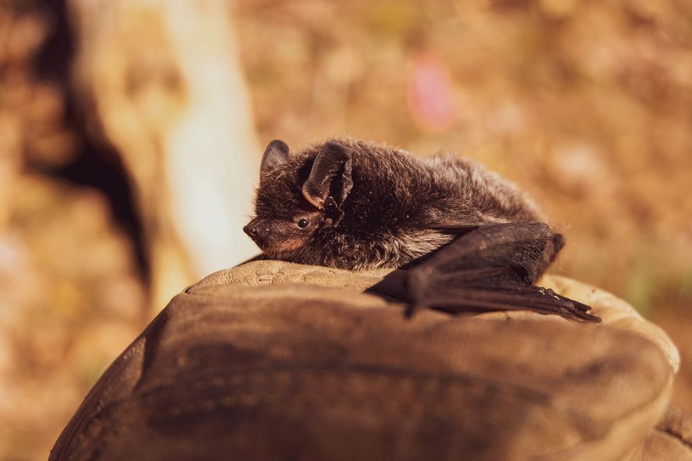 10 Portraits of Mammals That Look Weak but Turns Deadly