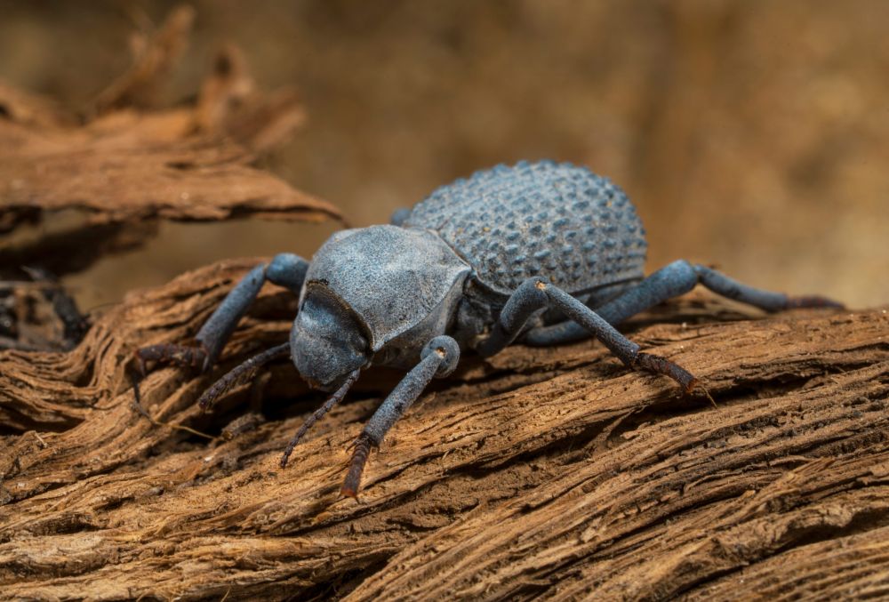 Become the Strongest Survivor, These are 10 Portraits of Insects with Unique Abilities