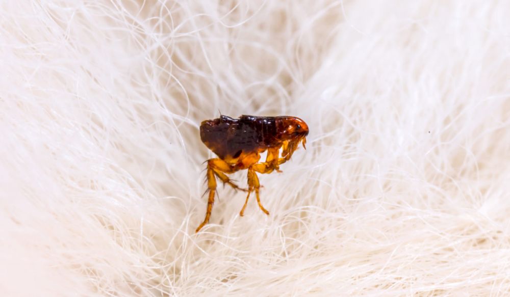 Become the Strongest Survivor, These are 10 Portraits of Insects with Unique Abilities