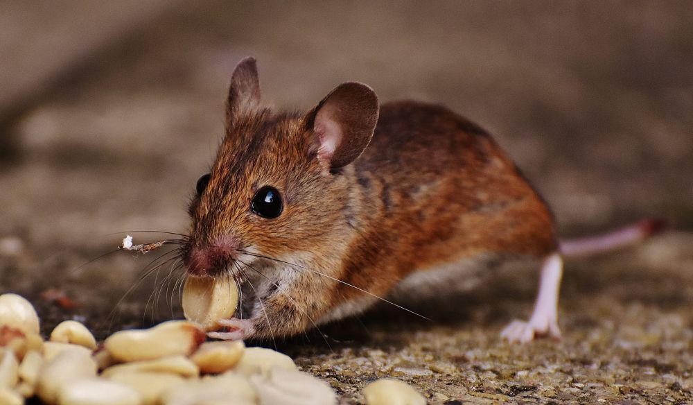 10 Portraits of Mammals That Look Weak but Turns Deadly