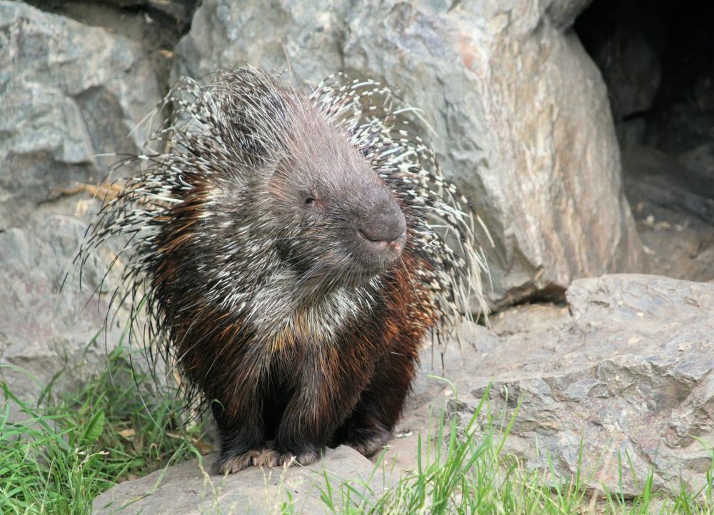 10 Portraits of Mammals That Look Weak but Turns Deadly