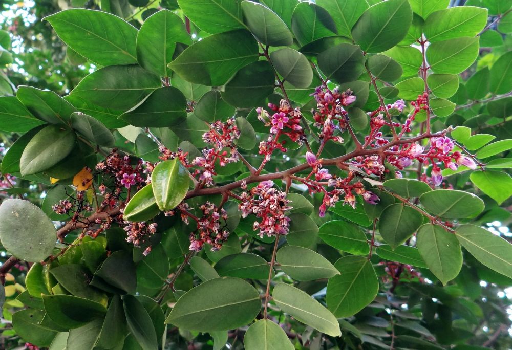 Indah Dipandang, 9 Potret Bunga dari Buah yang Sering Kita Konsumsi