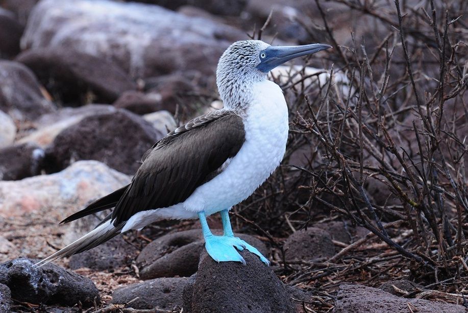 7 Burung Yang Mirip Dengan Penguin, Apakah Mereka Berkerabat