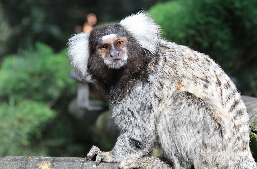 5 Spesies Monyet Terkecil di Dunia, Penampilan Lebih Eksotis!