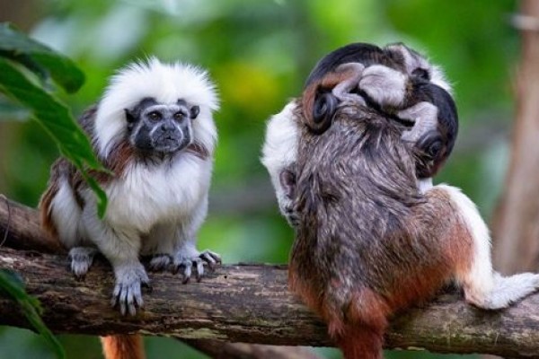 5 Spesies Monyet Terkecil di Dunia, Penampilan Lebih Eksotis!