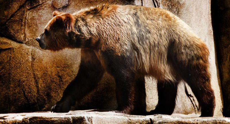 5 Fakta Beruang Berwajah Pendek, Beruang Terbesar yang Pernah Hidup