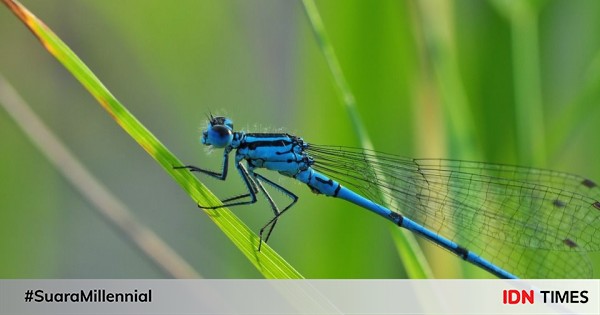 Charming These Are The 10 Most Beautiful Dragonfly Species In The