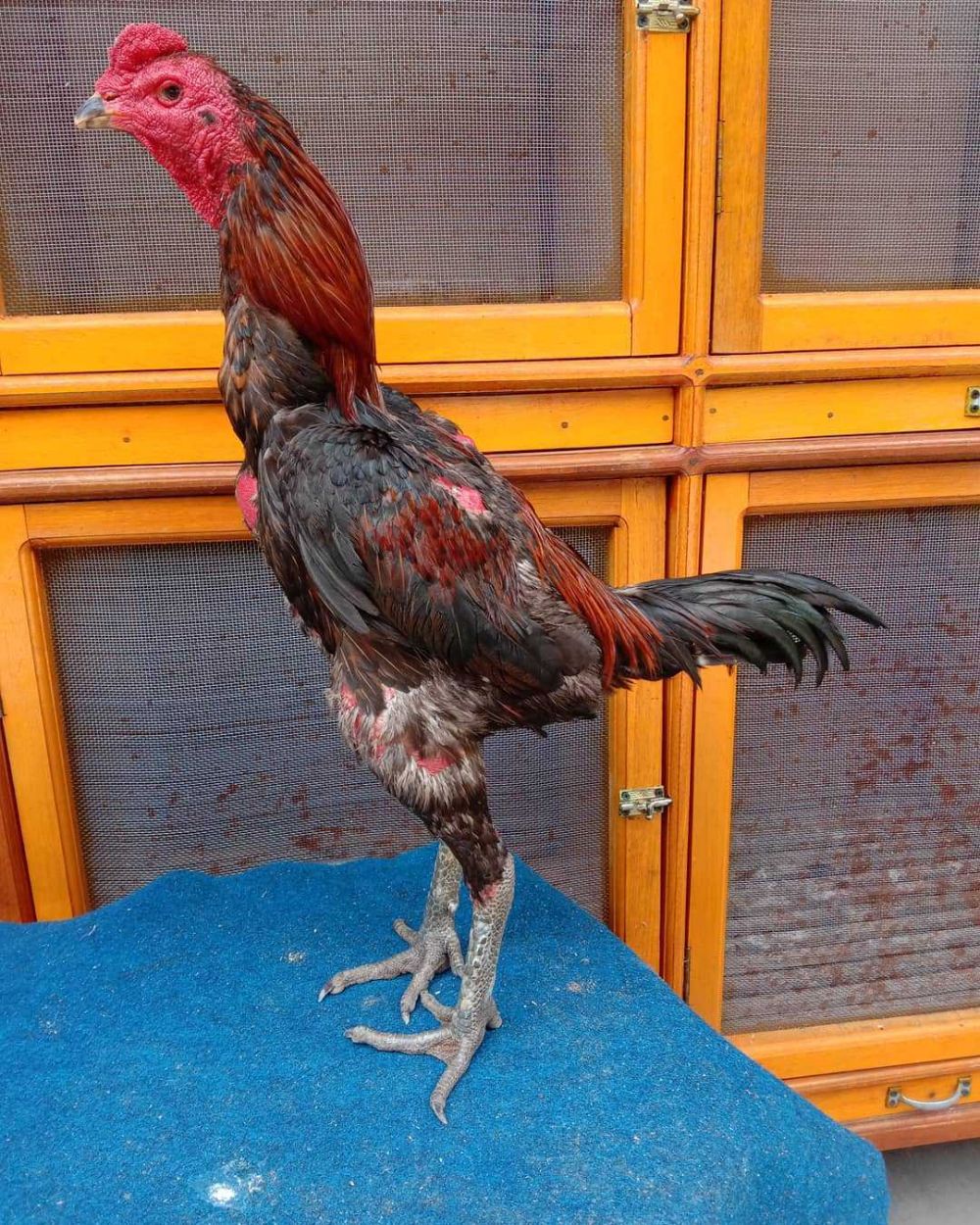 Bandar Narkoba di Mataram Mengaku Punya Ratusan Ayam Aduan