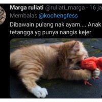 Berita Kucing Comel Terbaru Hari Ini