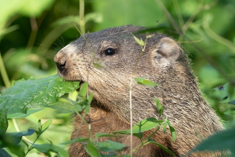 Bisa Prediksi Musim Semi, Ini 7 Fakta Menarik Marmot Tanah 