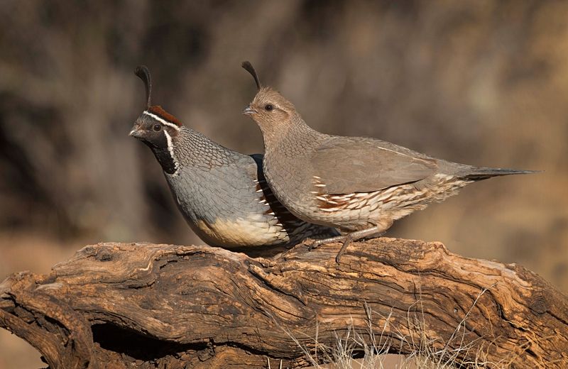 Lima Fakta Unik Gambel's Quail, Spesies Burung Dengan Usia Pendek
