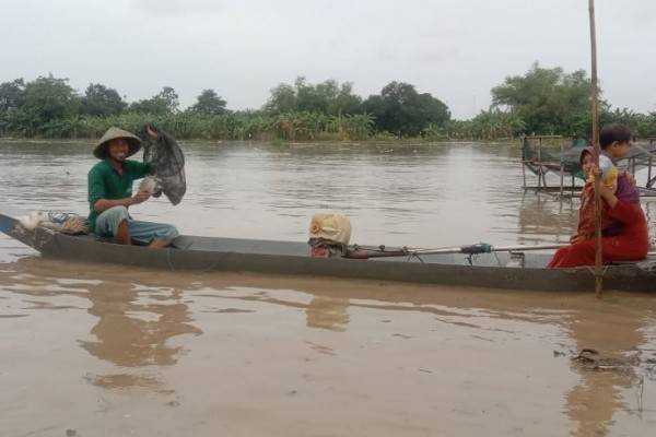 Serunya Berburu Ikan Mabuk Di Sungai Bengawan Solo