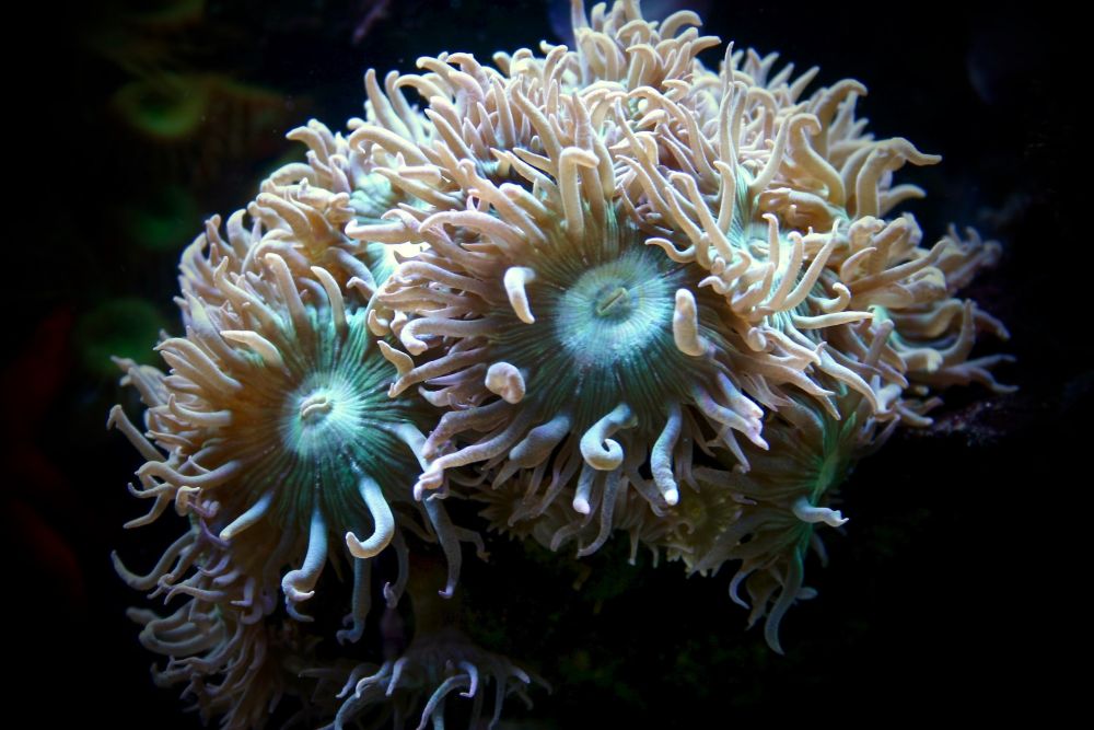 Selain Ubur-ubur, 7 Hewan Laut Ini Rupanya Gak Memiliki Otak