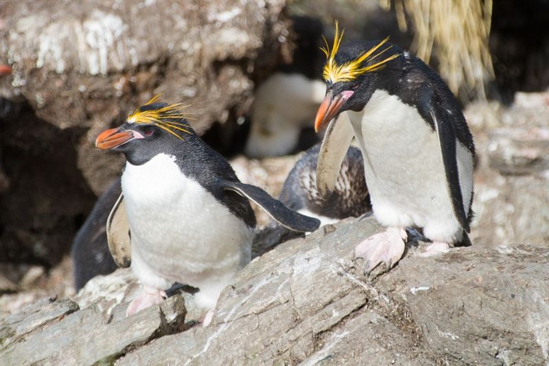 5 Fakta Unik Macaroni Penguin, Spesies Penguin yang Memiliki Jambul