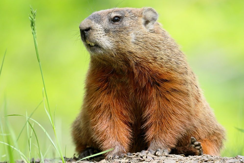 Bisa Prediksi Musim Semi, Ini Fakta Menarik Marmot Tanah