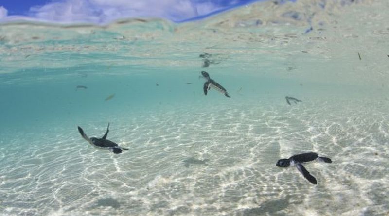 Pemandangan indah di Pulau Sangalaki dengan pantai berpasir putih dan air laut yang jernih, surga bagi para pecinta alam dan penyelam