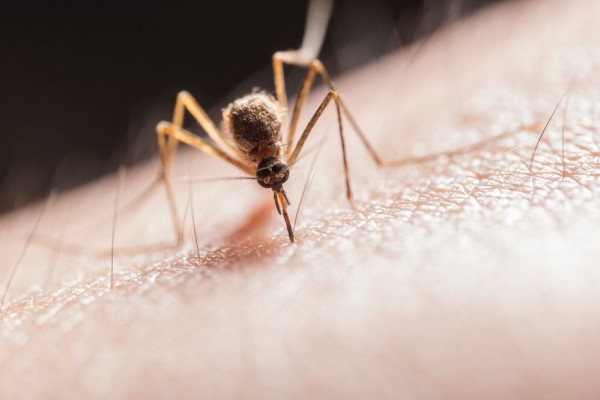 Mengenal Sindrom Skeeter, Reaksi Berlebihan pada Gigitan Nyamuk