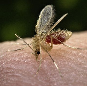 Mengenal Leishmaniasis, Penyakit Kulit yang Ditularkan Lalat Pasir 