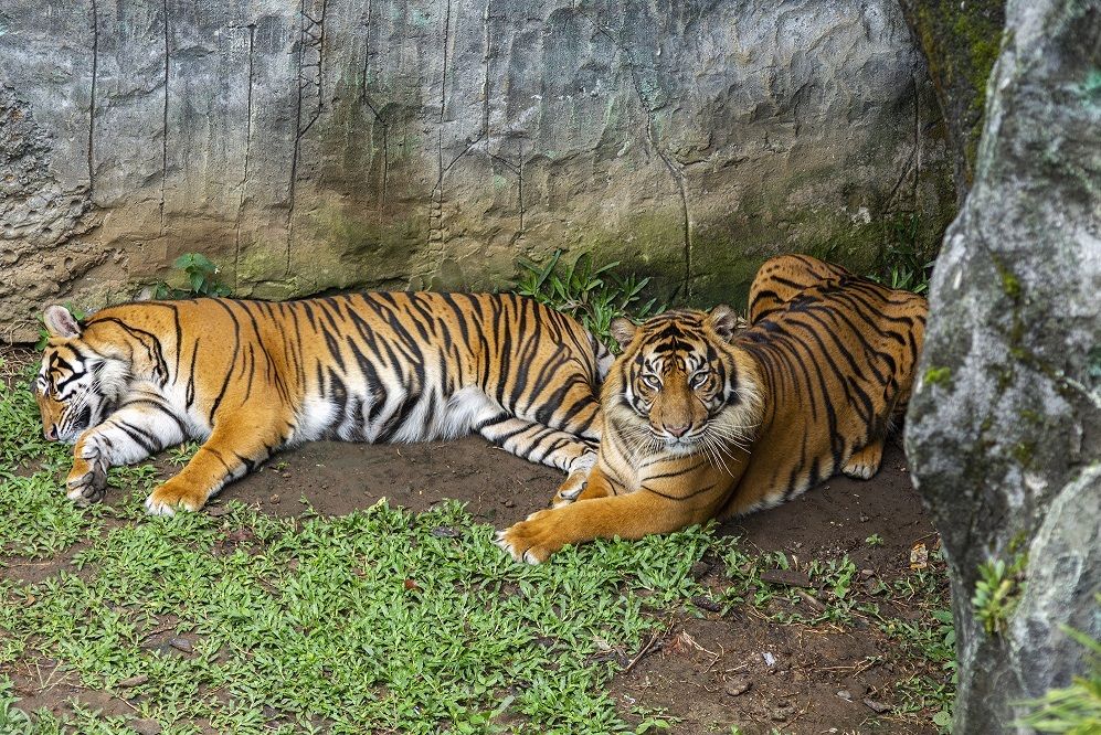 3 Harimau Sumatra Lahir di BNWS dari ‘Gadis’ yang Kakinya Diamputasi