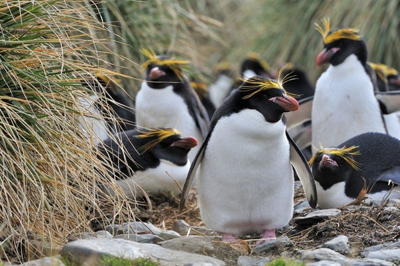 5 Fakta Unik Macaroni Penguin, Spesies Penguin yang Memiliki Jambul