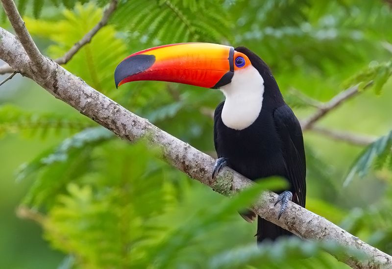 Bentuknya Unik, Ini 5 Hewan Endemik yang Berhabitat di Wilayah Brasil