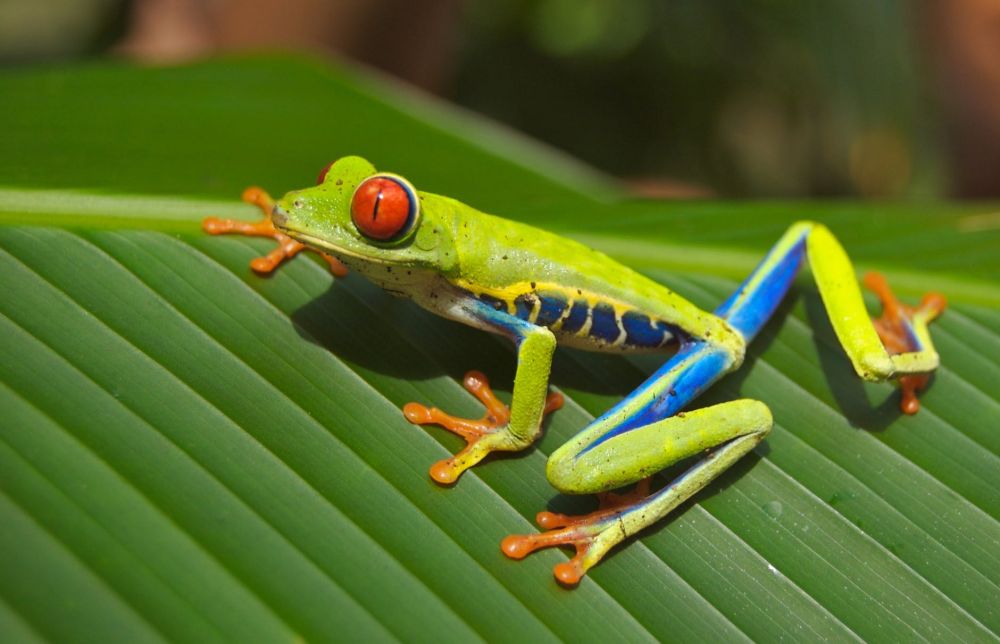 Dedikasinya Tinggi, Berikut 7 Ayah Hewan Terbaik dalam Dunia Fauna