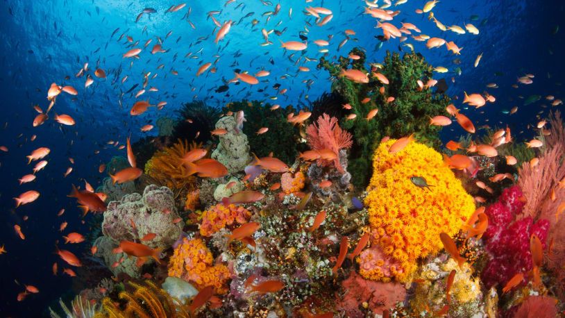 Surga Bagi Peselancar, Pantai Mawi Punya Gelombang Reef Coral 