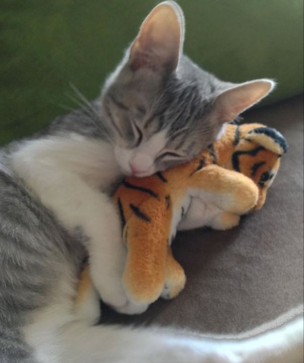 9 Momen Kucing Memeluk Boneka saat Tidur, bak Anak Kecil
