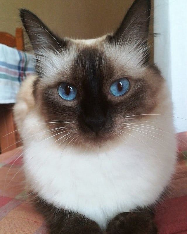 9 Potret Kucing Siamese yang Pesonanya Gak Ada Obat, ih!
