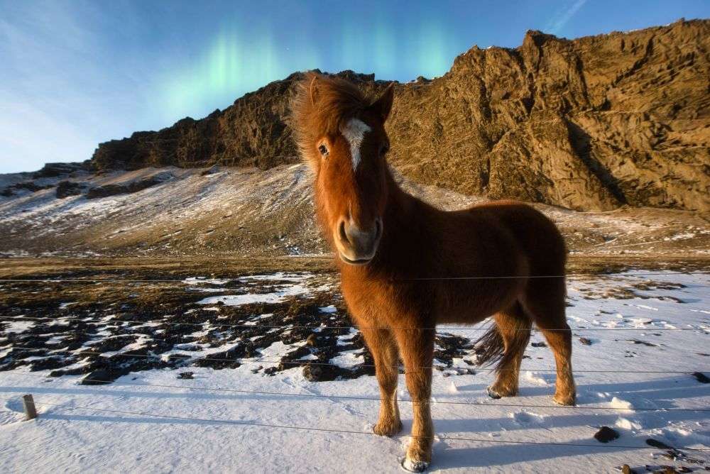 Punya Daya Tahan Tinggi, Ini 5 Fakta Sains tentang Kuda Poni