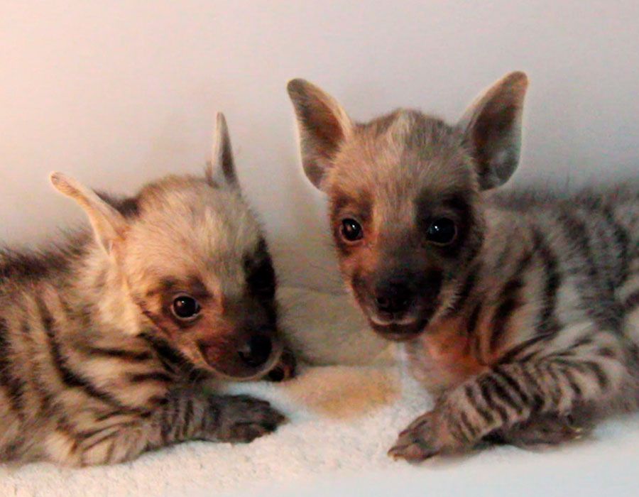 4 Bayi Satwa Lahir di Bali Safari Park, Mereka Belum Punya Nama Lho