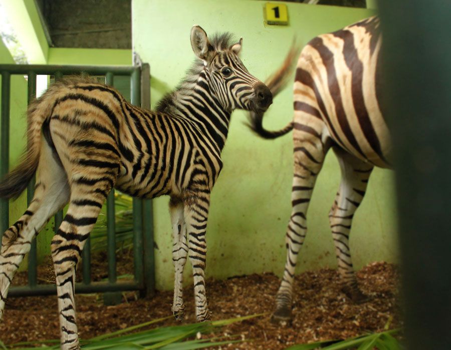 4 Bayi Satwa Lahir di Bali Safari Park, Mereka Belum Punya Nama Lho