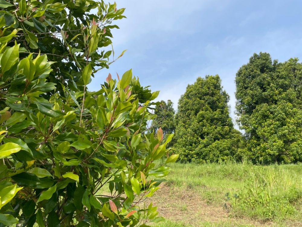 9 Konflik Agraria di Jateng Walhi: Pemerintah Mesti Akomodasi Rakyat