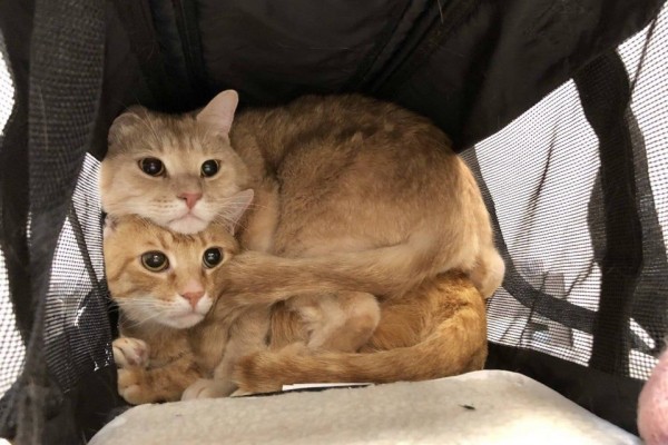 10 Potret Ini Membuktikan Dua Kucing Lebih Baik Daripada Satu